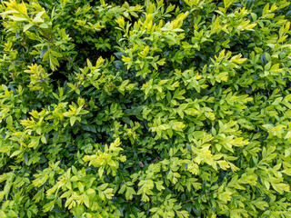 green plants leaves of a bush, wallpaper, texture.