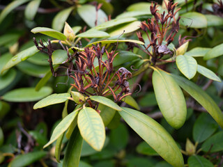 Obraz premium closeup of buds on a green bush.