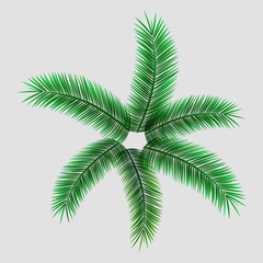 Palm Green Leaf Vector Background Illustration vol. 02