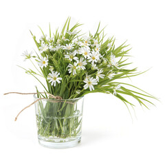 Bouquet of spring flowers Greater stitchwort in vase isolated on white background. Bunch of wild forest flowers Rabelera holostea.