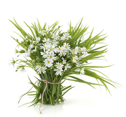 Bouquet of spring flowers Greater stitchwort isolated on white background. Bunch of wild forest flowers Rabelera holostea.