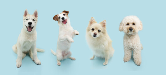 Banner four dogs  sitting.Summer or spring season.. Isolated on blue pastel background