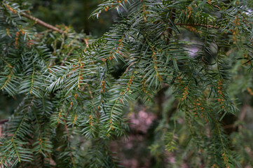 Flowering yew berry (Taxus baccata L.). Spring