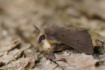 Detailed closeup on a hairy grey colored Muslin moth, Diaphora mendica, sitting on wood