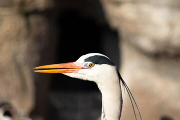 close up of a faced heron
