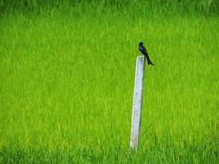 Cement blocks in a rice field with birds perched