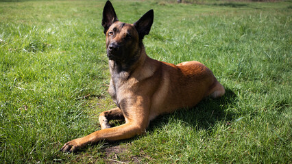 belgian shepherd dog on grass