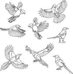 pack of outline birds collection vector illustration isolated in white background	