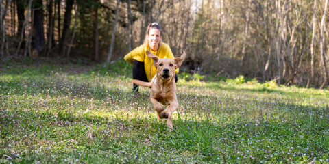 Cute golden labrador retriever puppy running towards the camera in a green meadow
