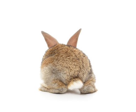 The rabbit back is turned.