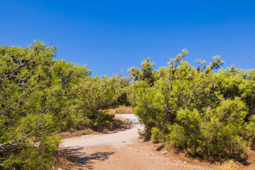 Fototapeta na wymiar Beautiful view of mountain green pine trees on island of Rhodes. Greece.