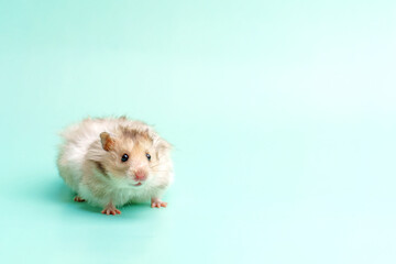 Gray Syrian hamster with long hair on a blue background