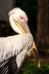 Portrait of a Great White pelican on a dark background.  Pelecanus onocrotalus.
