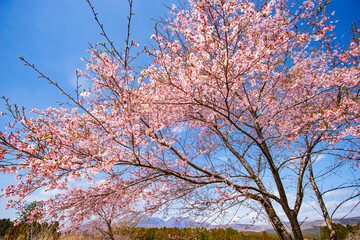 長湯温泉の大漁桜