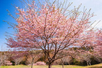 長湯温泉の大漁桜