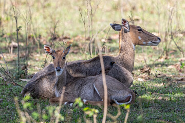 A Neel Gai and its juvenile