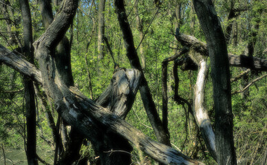 strange branches in the forest of Punta Alberete