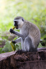 Wild cute vervet monkey eating a mango in grass in the Ngorongoro Crater National Park, Tanzania, Africa	