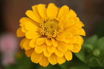 Colorful flowers with green leaves with macro/close up shots