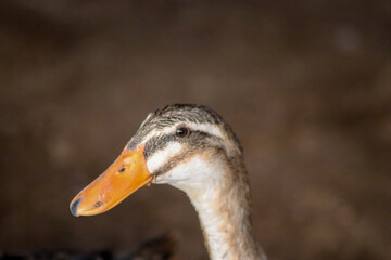close up of a duck