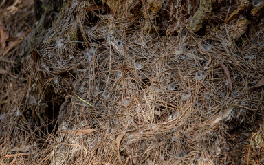 Nidos de araña bajo un árbol. 