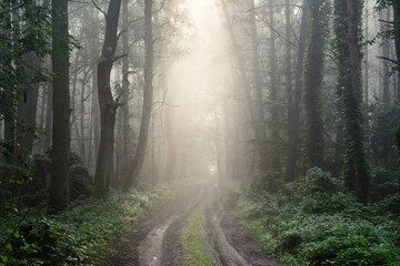 Road in dark misty forest
