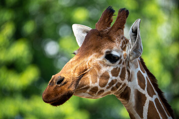 Giraf portrait