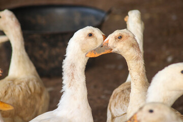 Peking duck cattle in the village