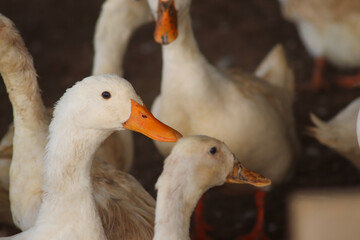 Peking duck cattle in the village