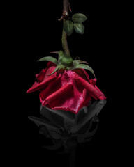 A red rose upside down on a black background is reflected in black and white. The concept of confrontation between life and death.