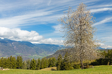 Fototapeta premium landscape under the Schlern in South Tyrol