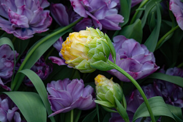 Dutch tulips. Blue or lilac and yellow tulips variety, close-up.