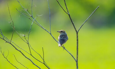 Whinchat (Saxicola rubetra) is a bird that lives in meadows that spread to wetlands. It lives in suitable habitats in Asia, Europe and Africa.
