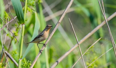 Whinchat (Saxicola rubetra) is a bird that lives in meadows that spread to wetlands. It lives in suitable habitats in Asia, Europe and Africa.