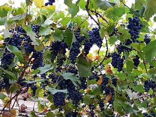 Large bunches of ripe tasty and healthy grapes hang on the vine in the gazebo