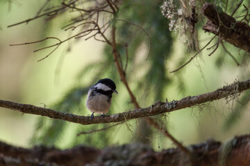 a coal tit, periparus ater, with hair from wild animals in his beak for nest building, perched on a spruce twig at a spring day