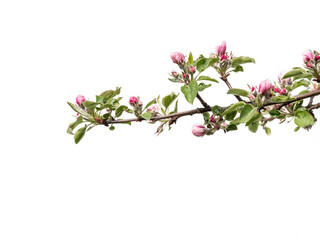 Apple tree branch with buds and flowers in blossom