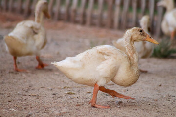 a pair of ducks