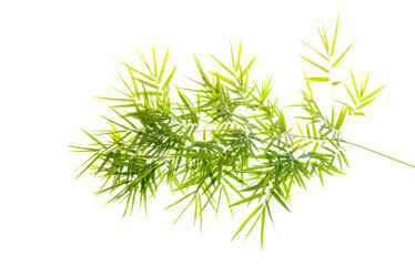Bamboo leaves isolated on a white background