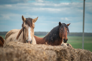 Obraz premium Beautiful thoroughbred horse on the farm in the paddock.