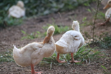 duckling who are playing in the farm yard