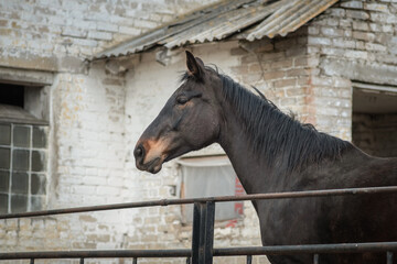 Beautiful thoroughbred horse on the farm in the paddock.