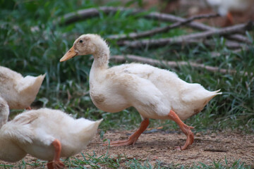 duckling who are playing in the farm yard