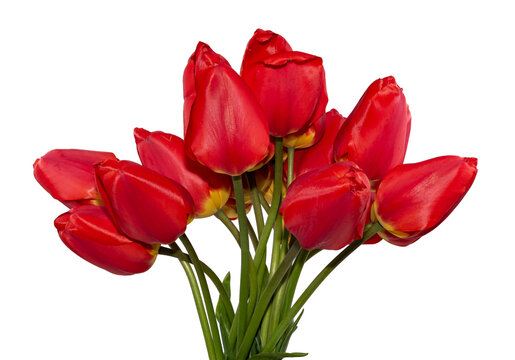 Red tulips on a white background. Flower Bouquet Isolate