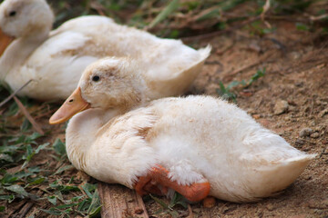 duckling who are playing in the farm yard