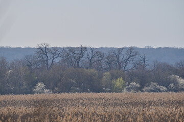 Spring landscape in delta protected area