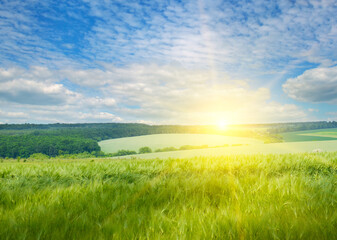 Fototapeta na wymiar Green wheat field and bright sunrise.