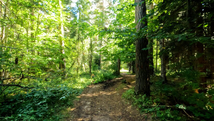 wild green woods in mountain ridge - backpacking ground trail - photo of nature