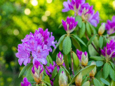 rododendron