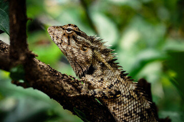 lizard on a tree